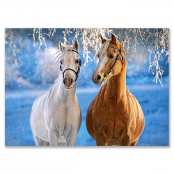 027378 CASTORLAND PUZZLE 260 ELEMENTÓW KONIE