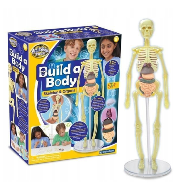 738187 ZBUDUJ CIAŁO CZŁOWIEKA BRAINSTORM TOYS